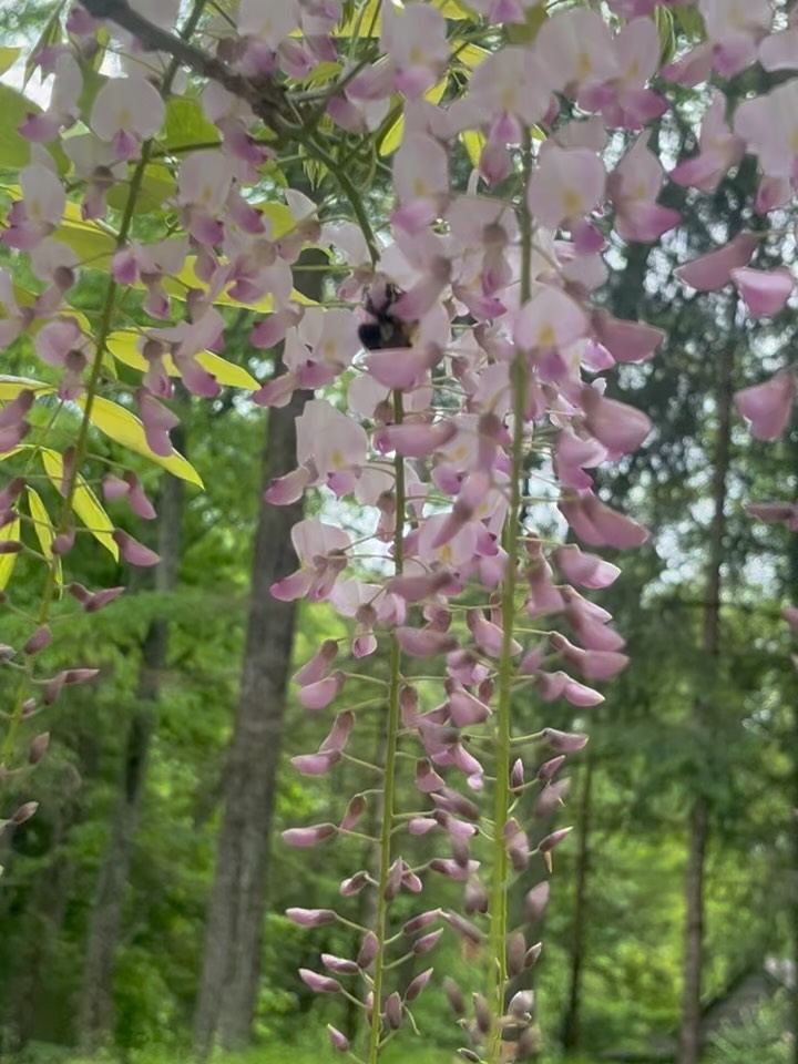 Spring mornings in the cutting garden