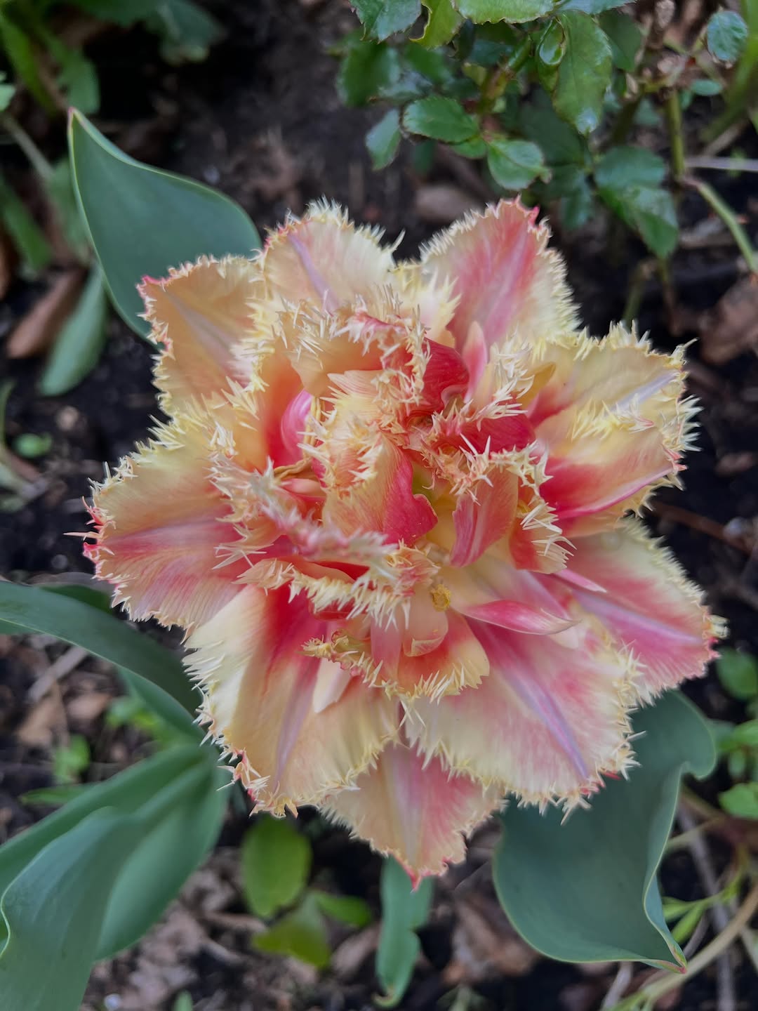 So many blooms popping up in the garden