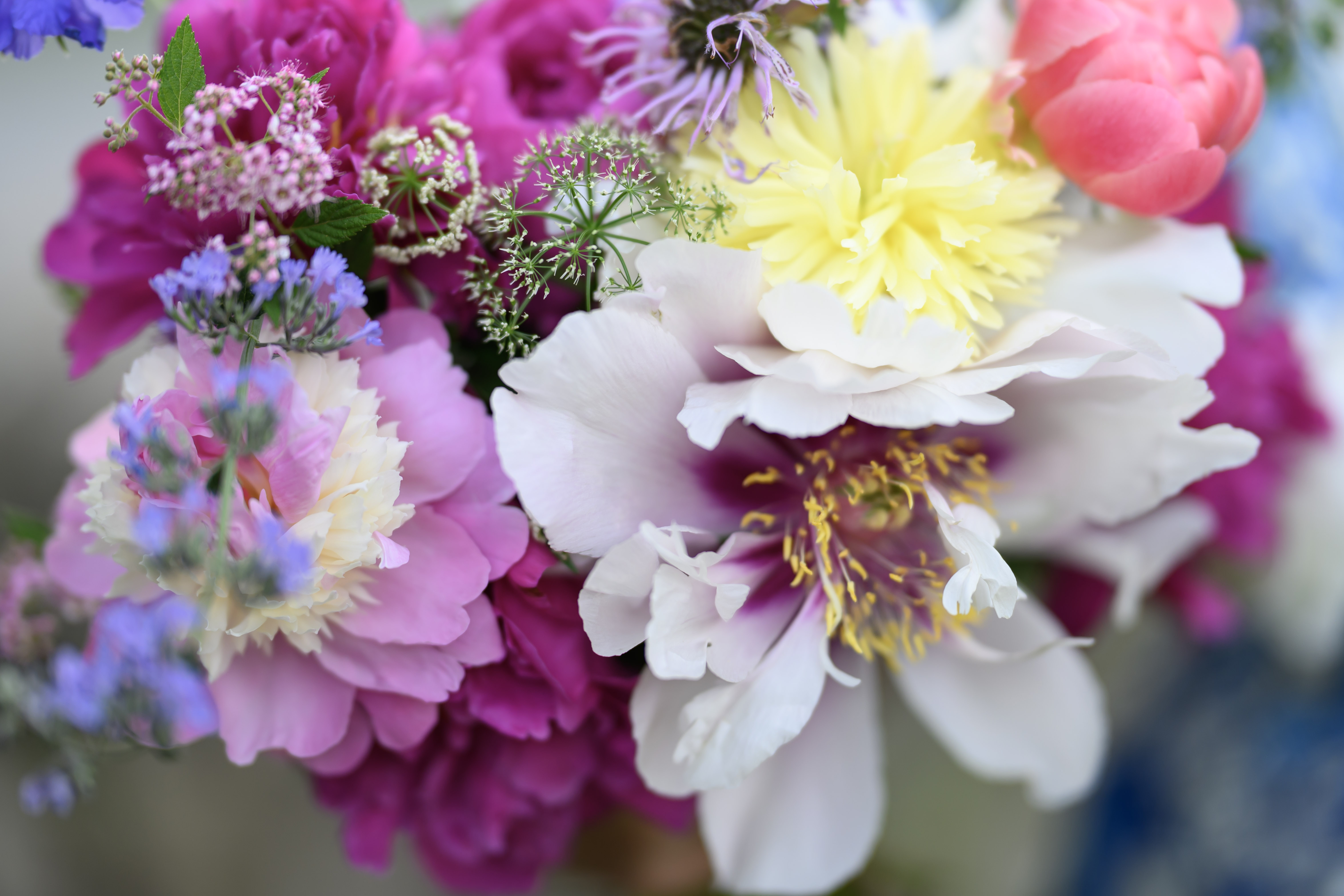 Blooms of Joy