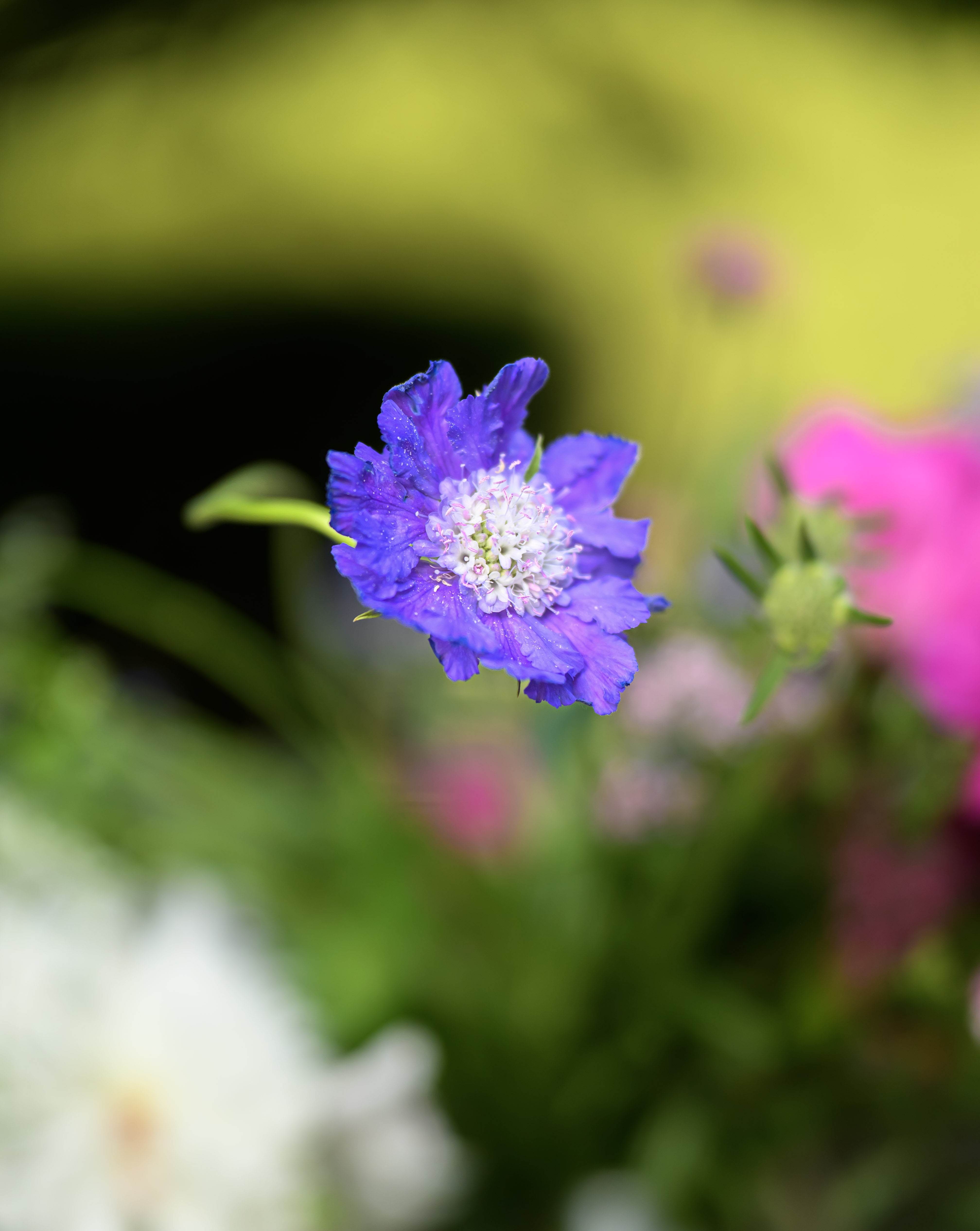 Blooms of Joy