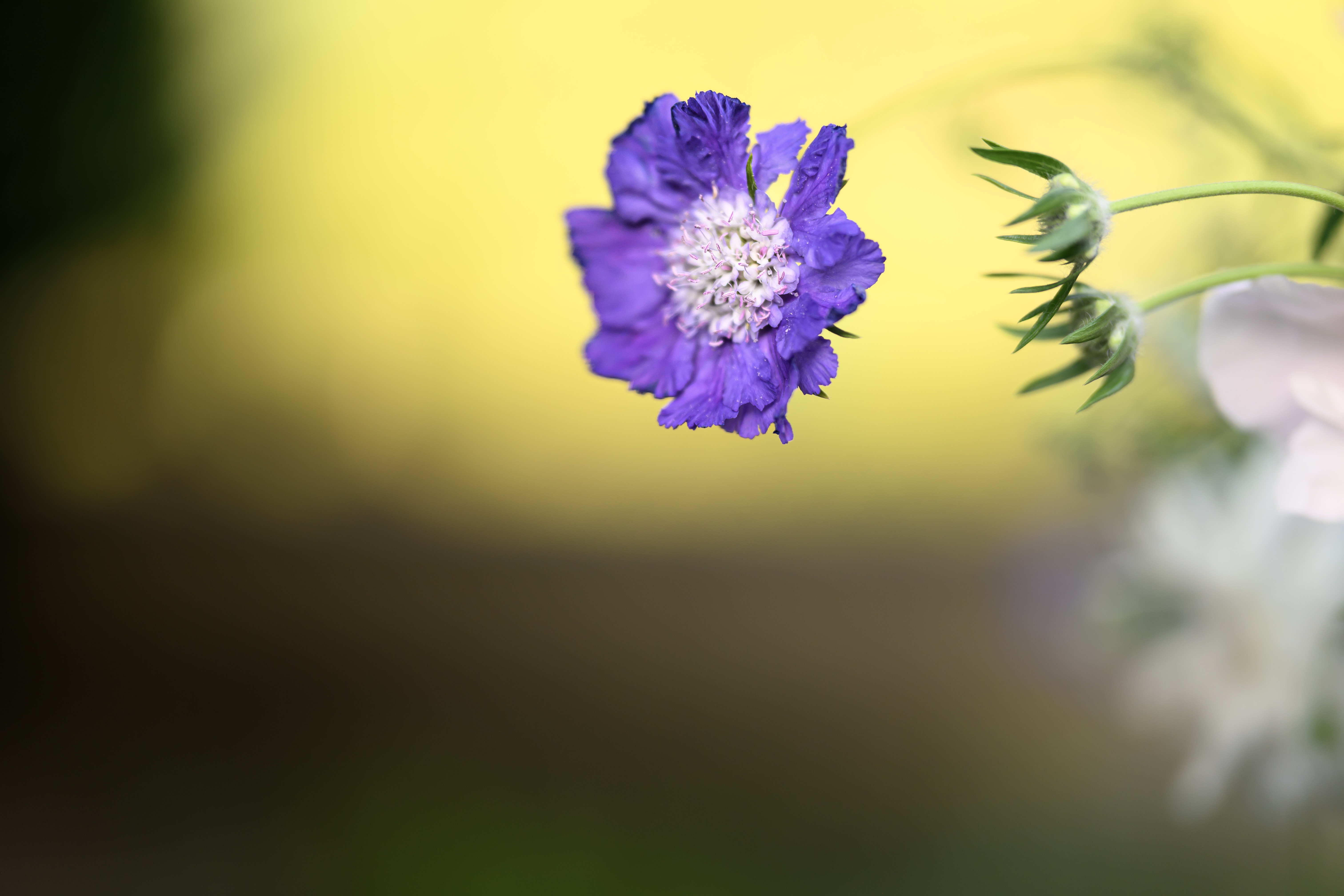 Blooms of Joy