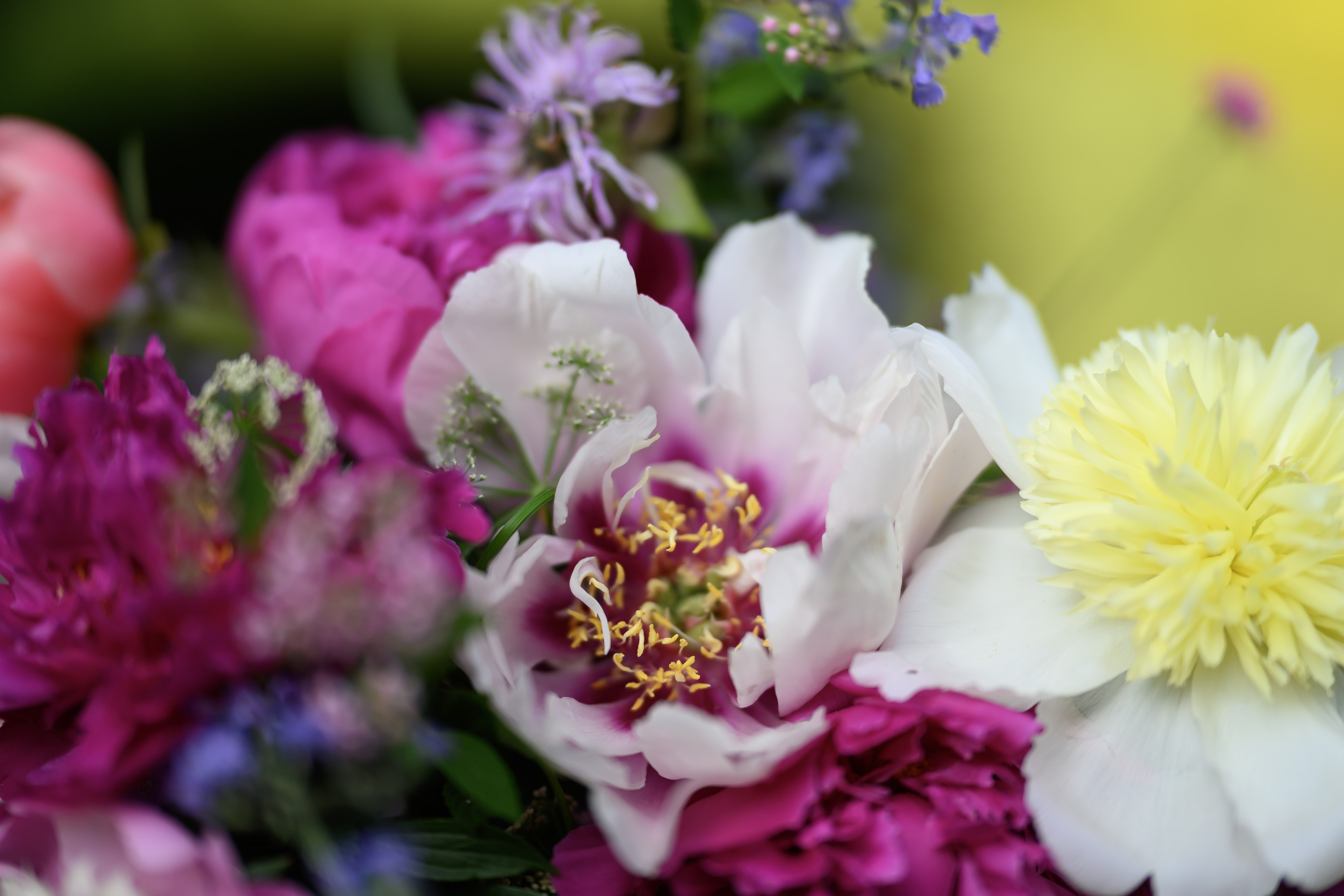 Blooms of Joy