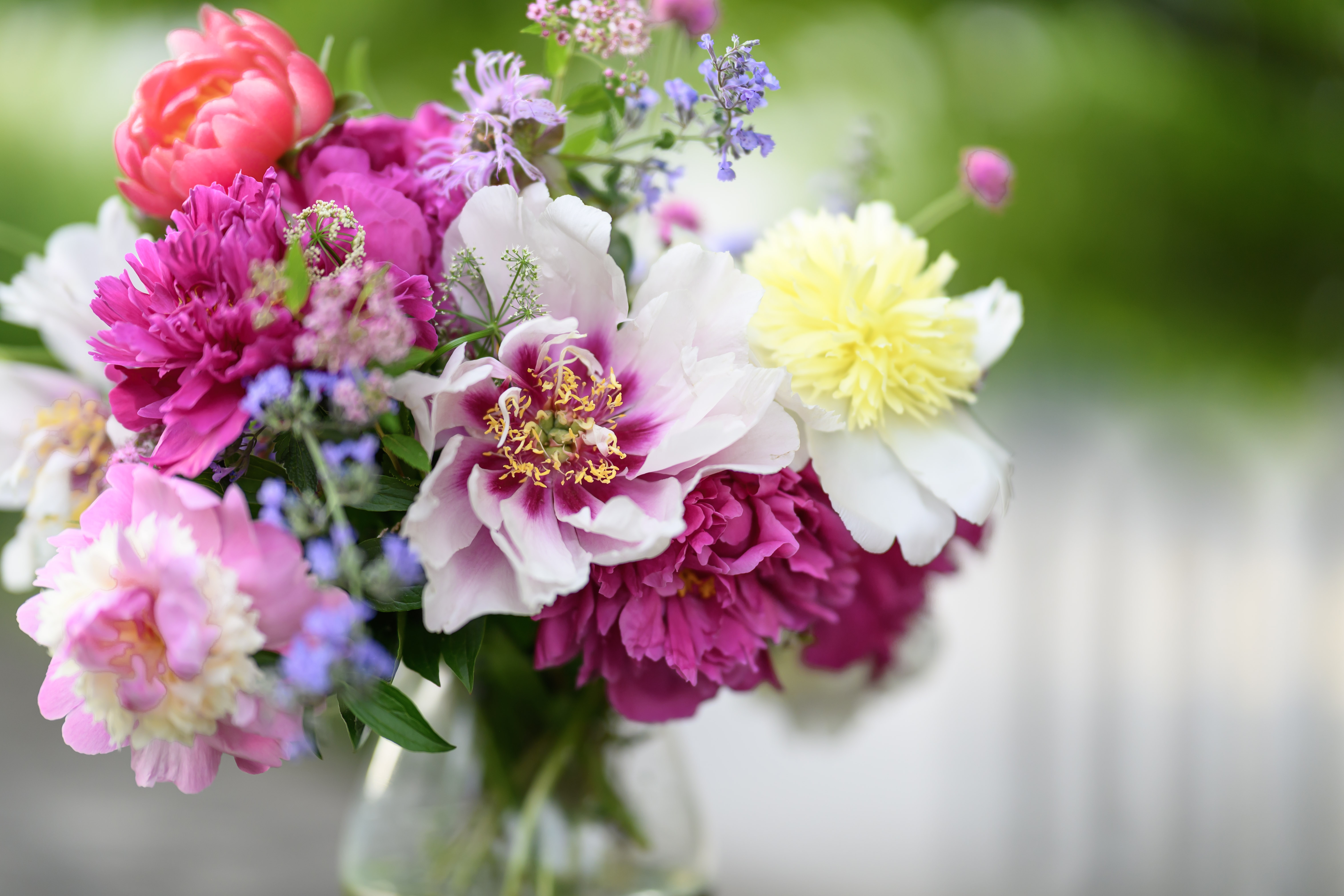 Blooms of Joy