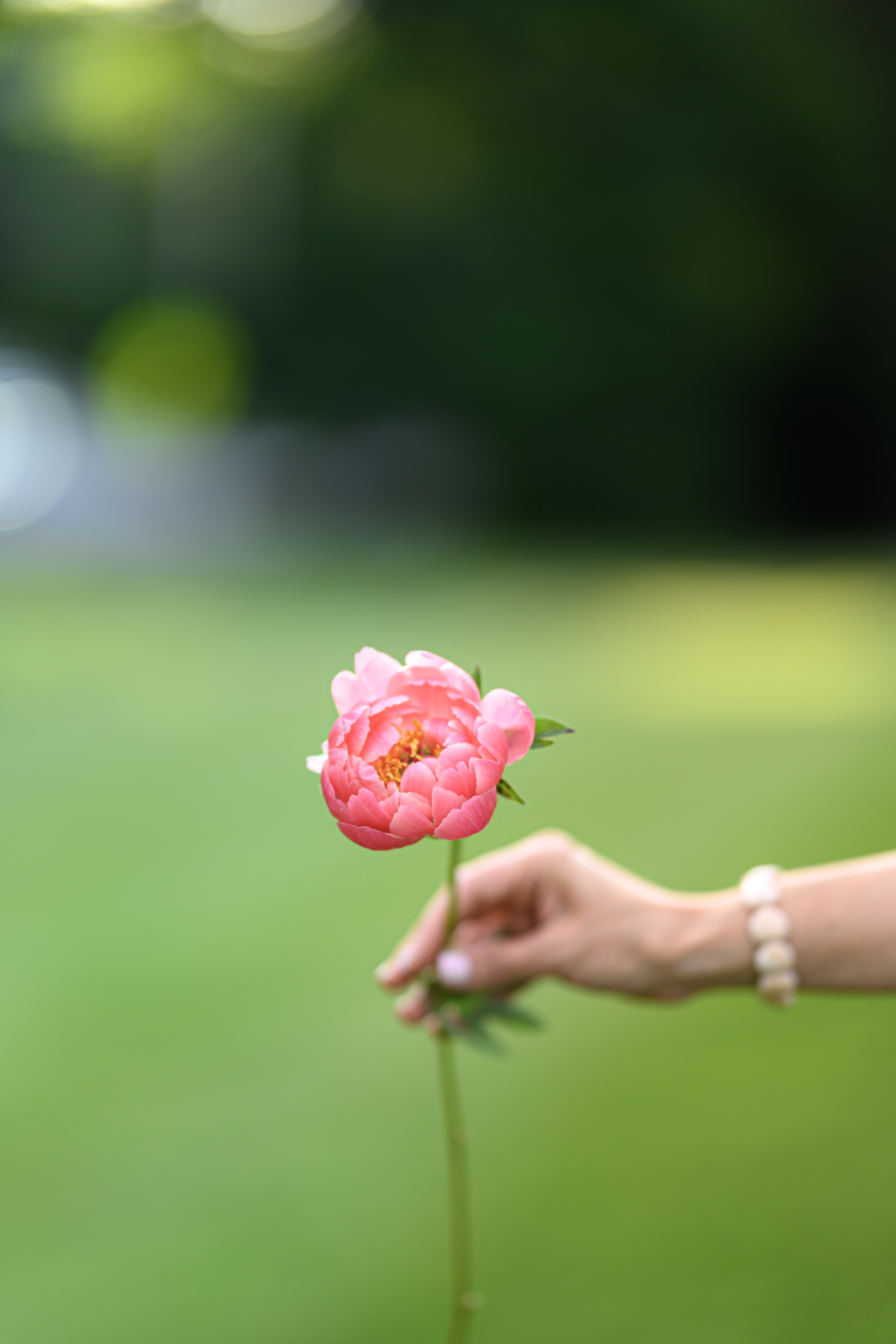 Blooms of Joy