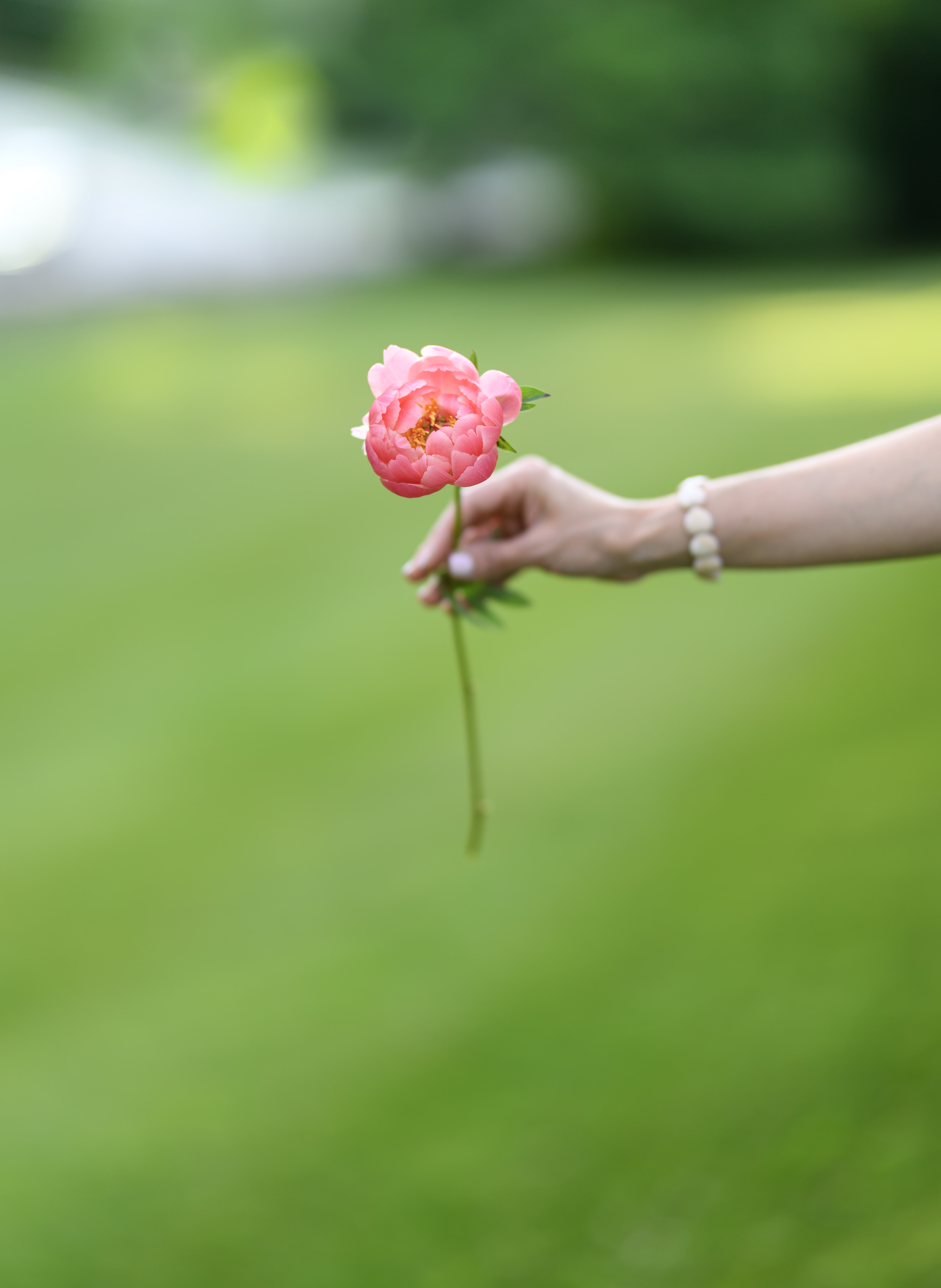Blooms of Joy