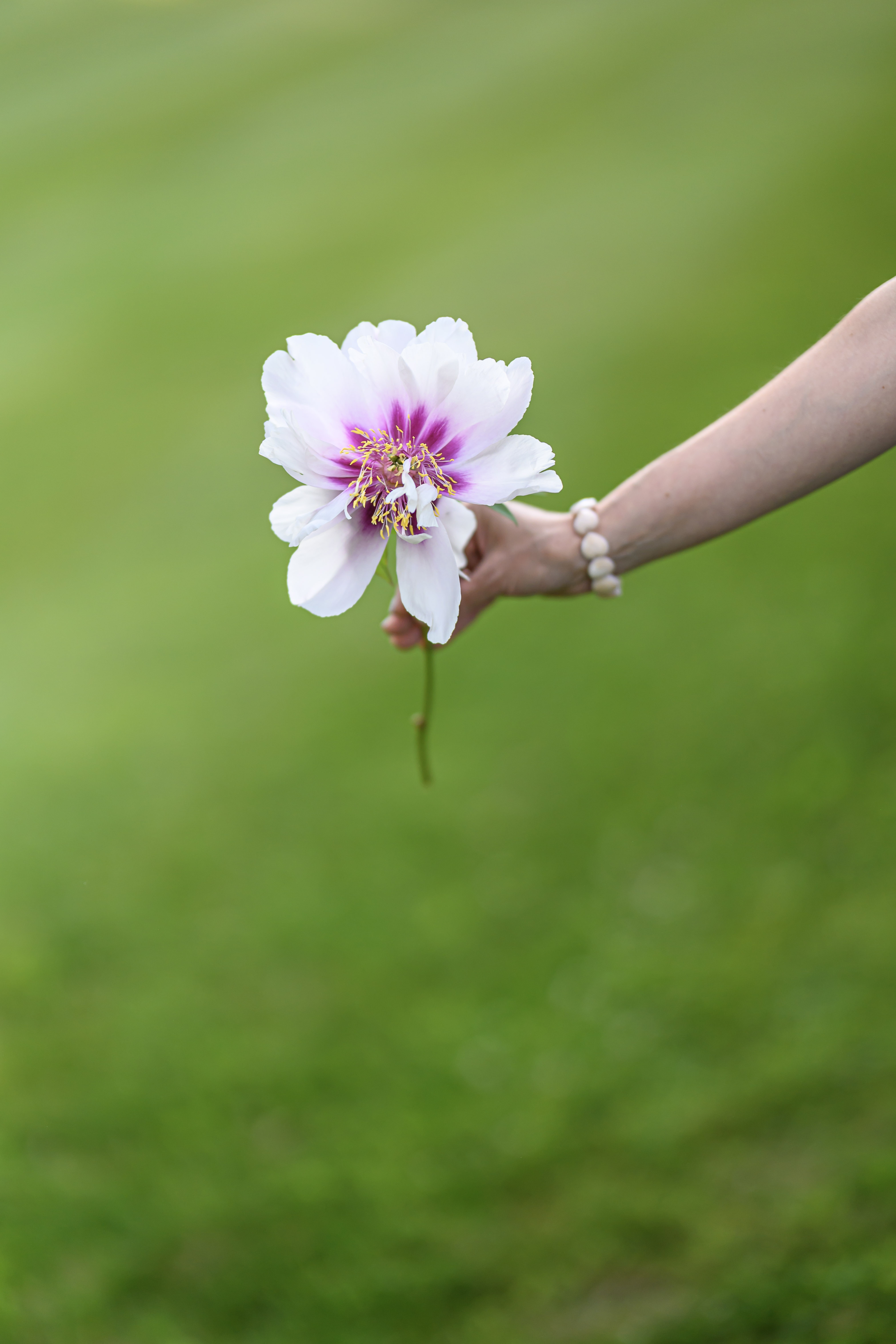 Blooms of Joy