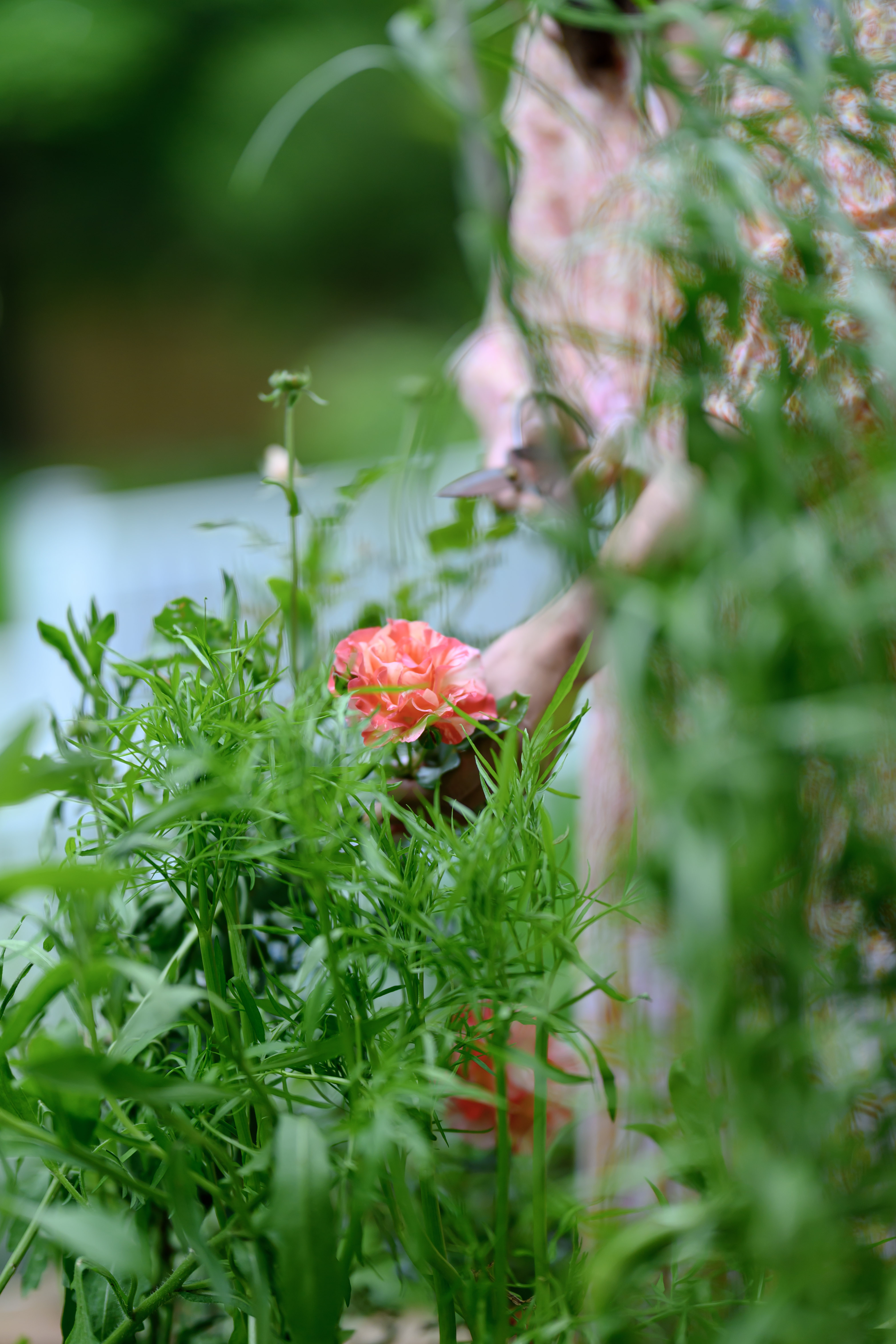 Blooms of Joy