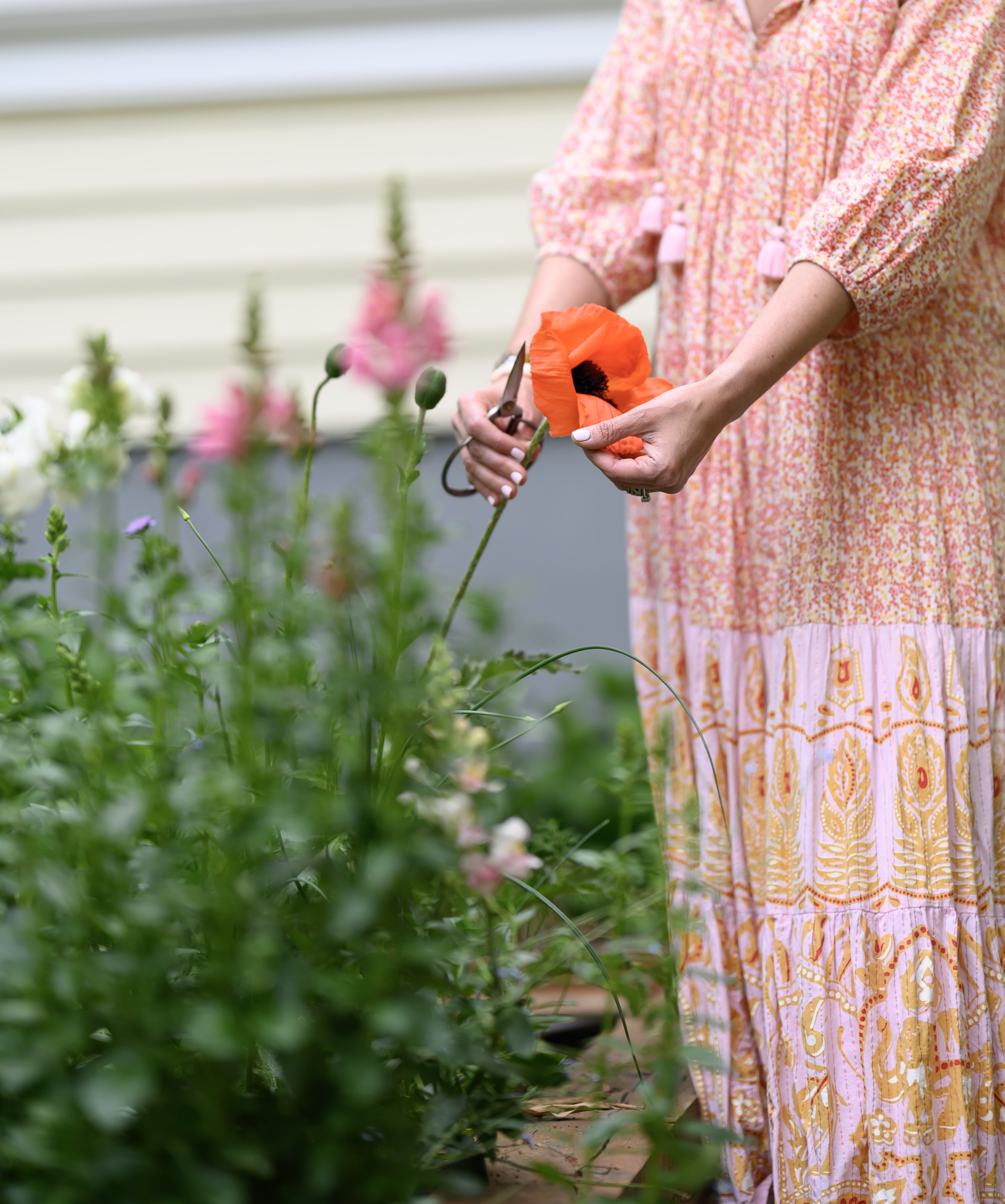 Blooms of Joy