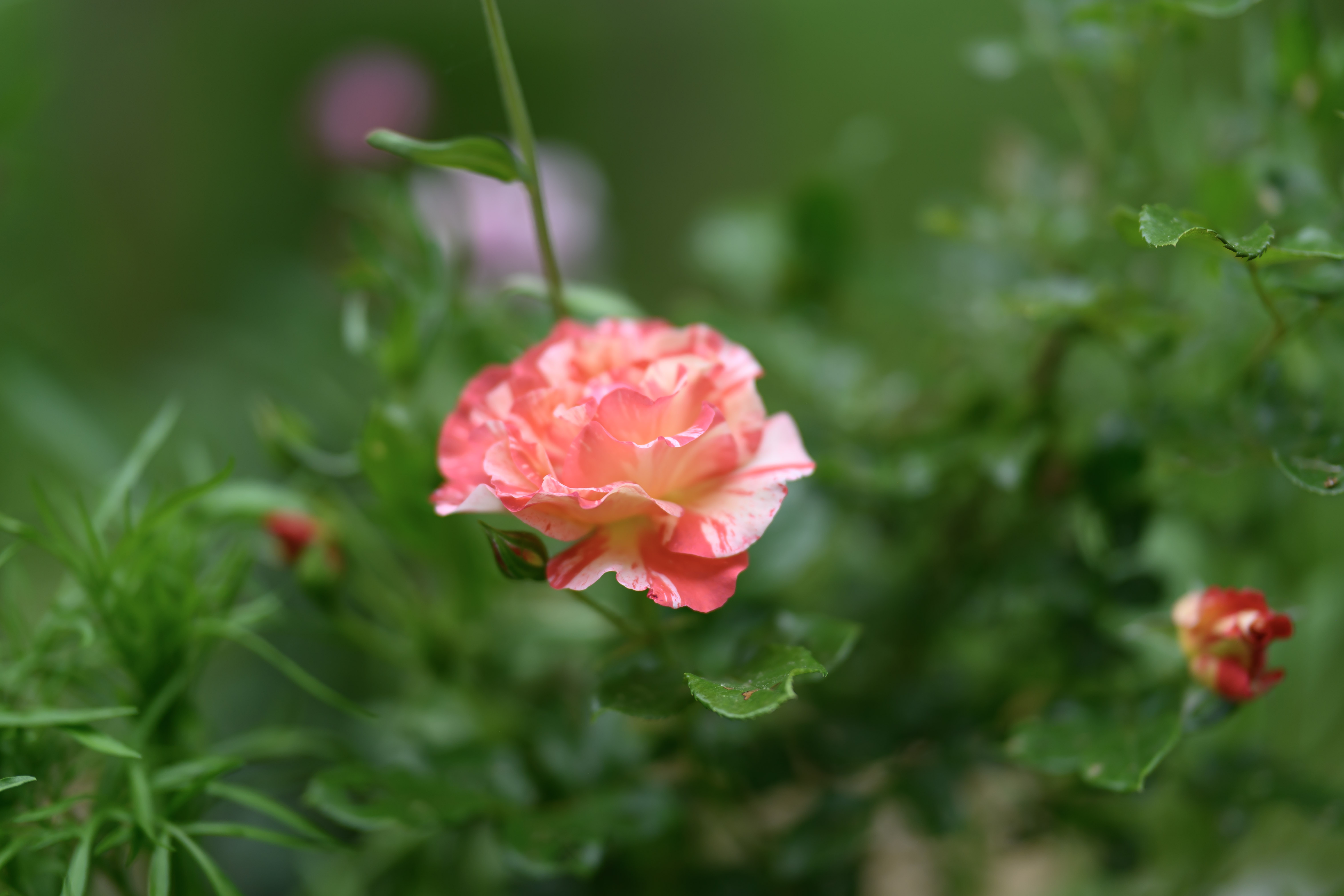Blooms of Joy
