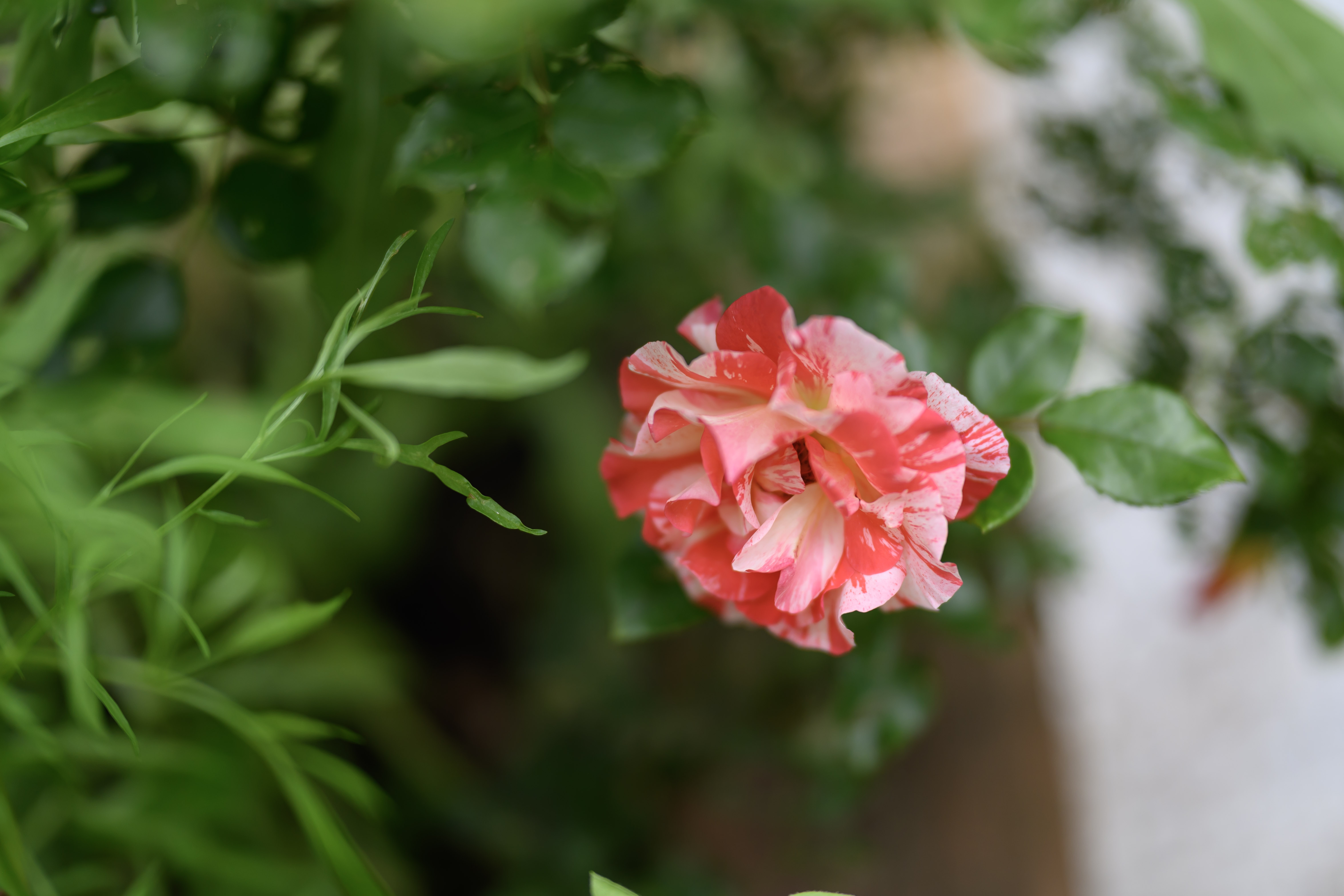 Blooms of Joy