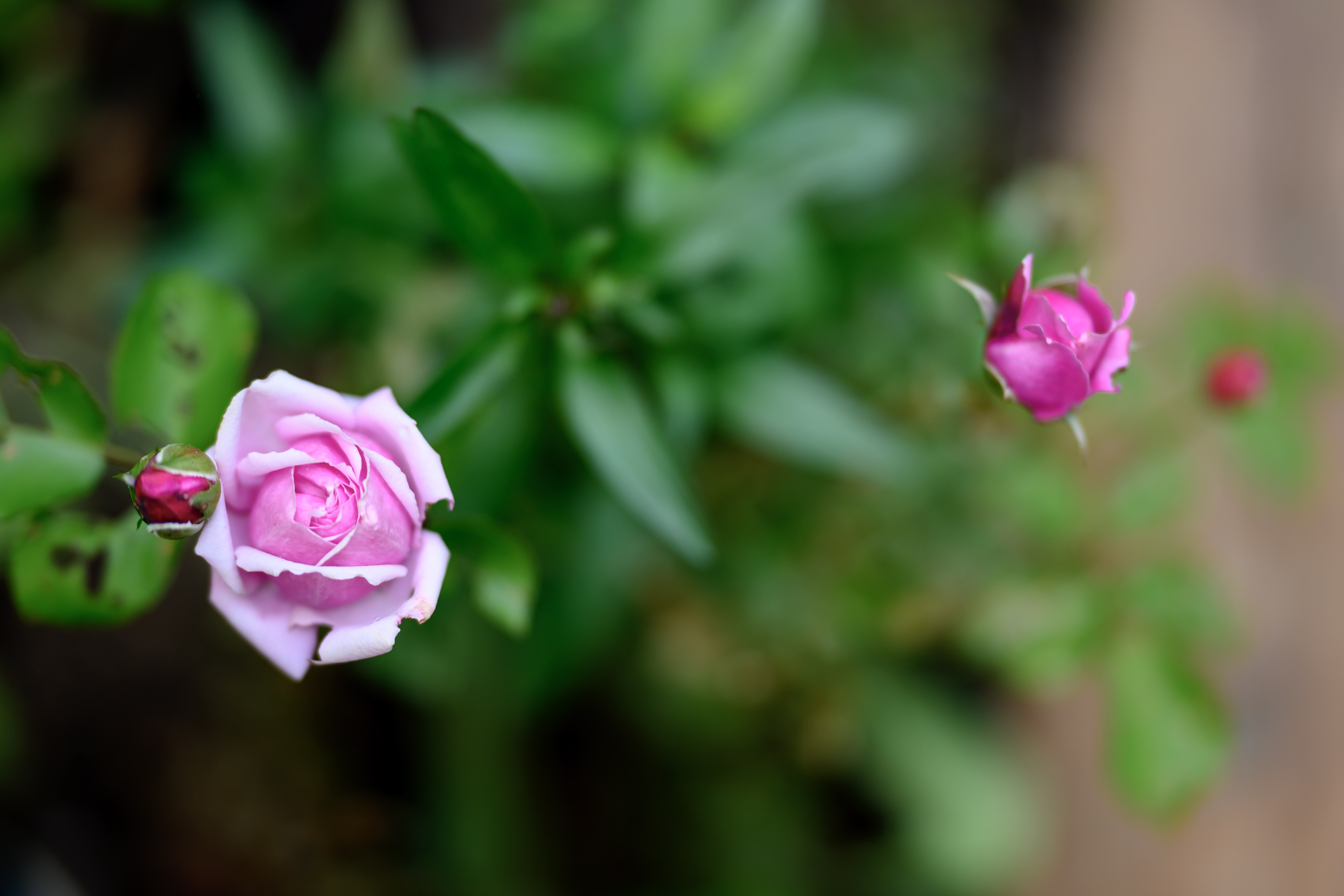 Blooms of Joy