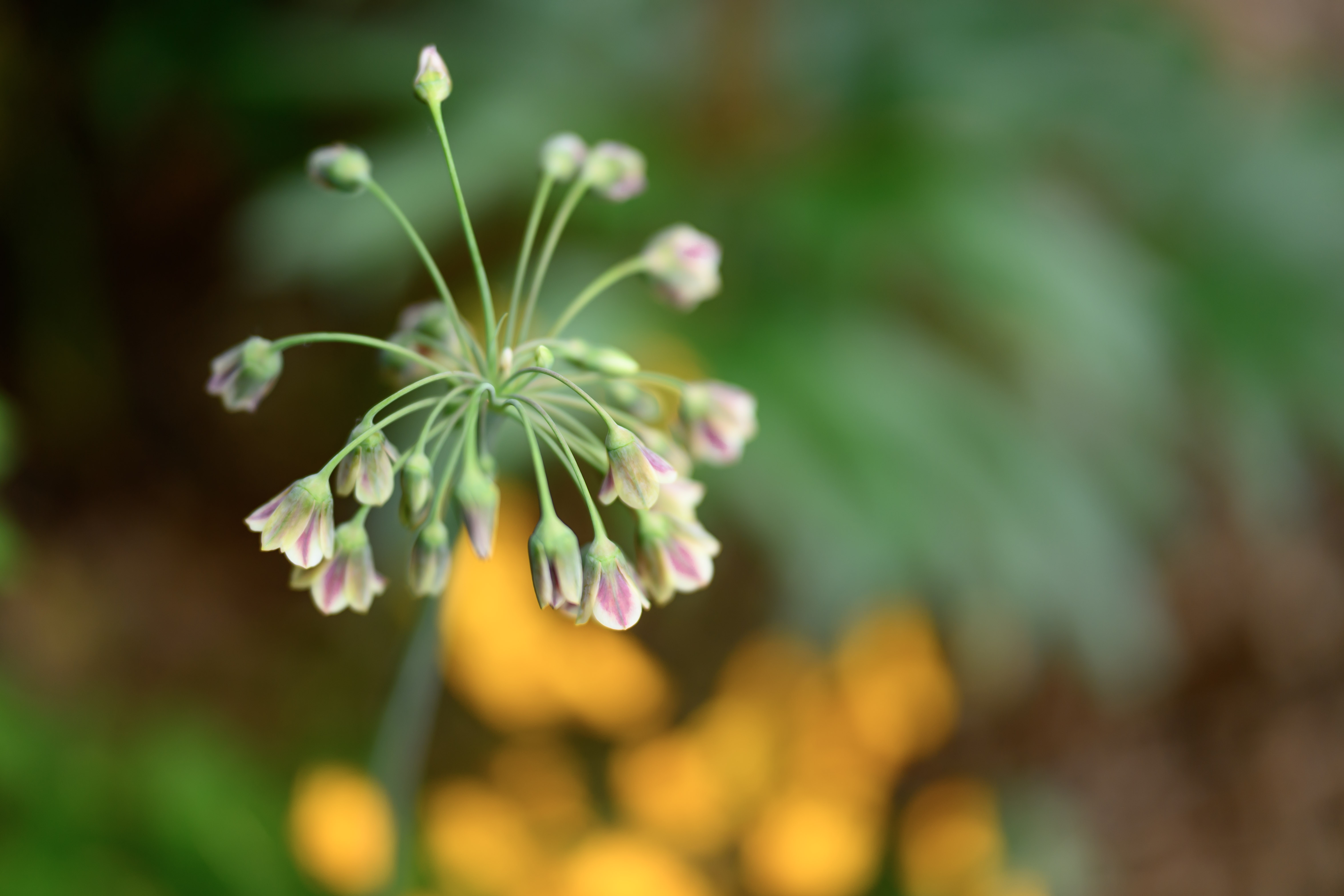 Blooms of Joy