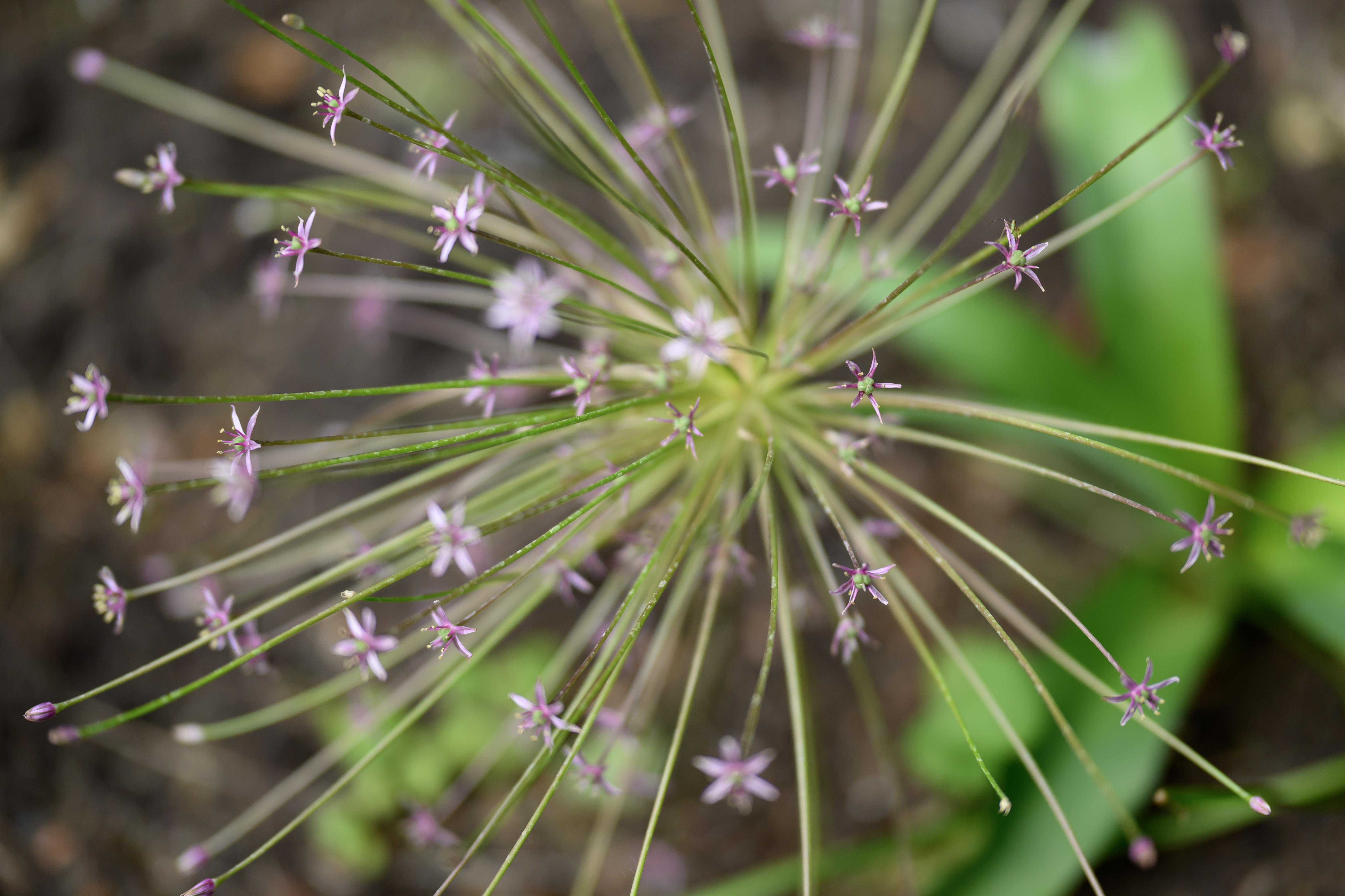 Blooms of Joy