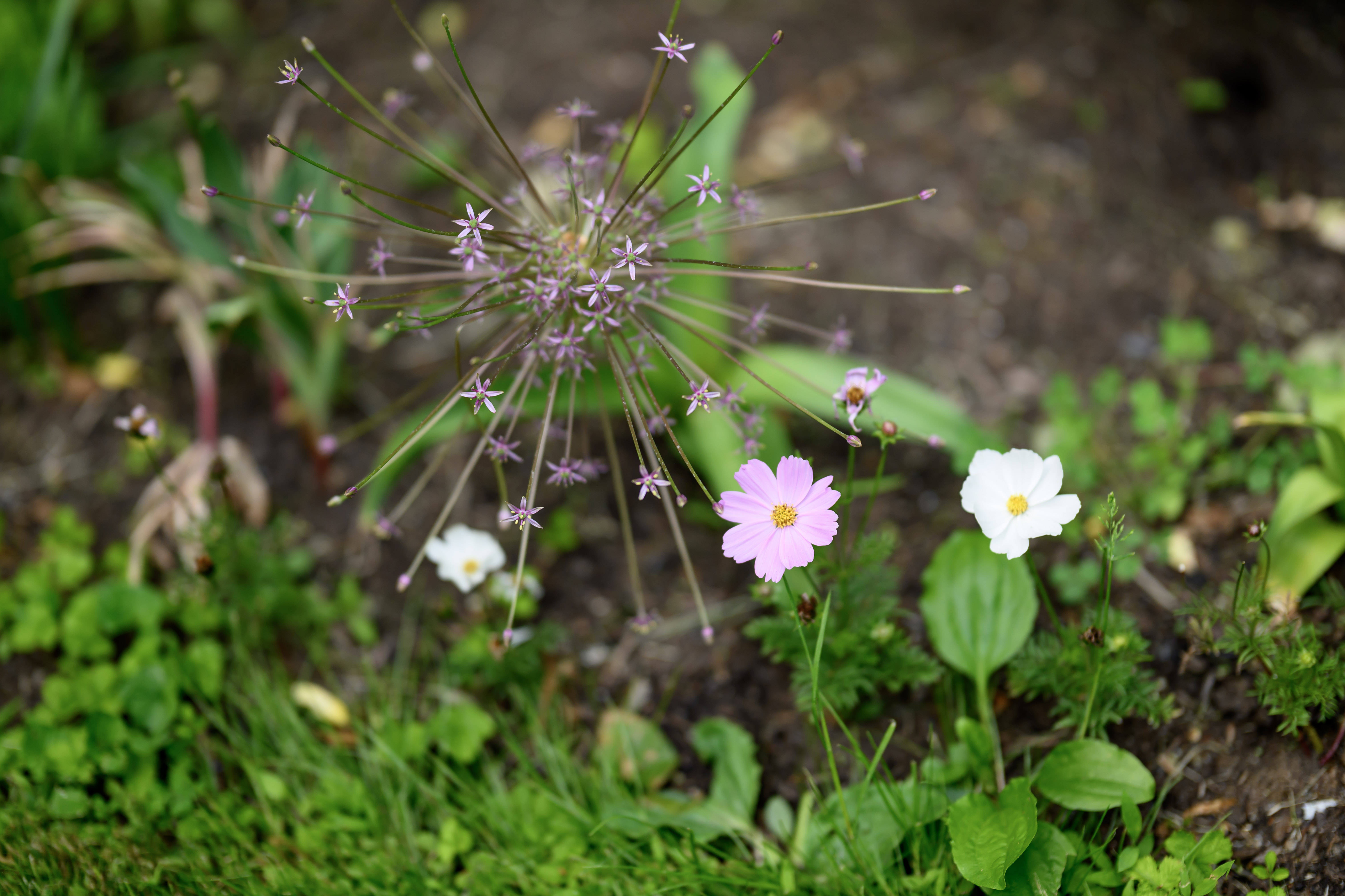 Blooms of Joy