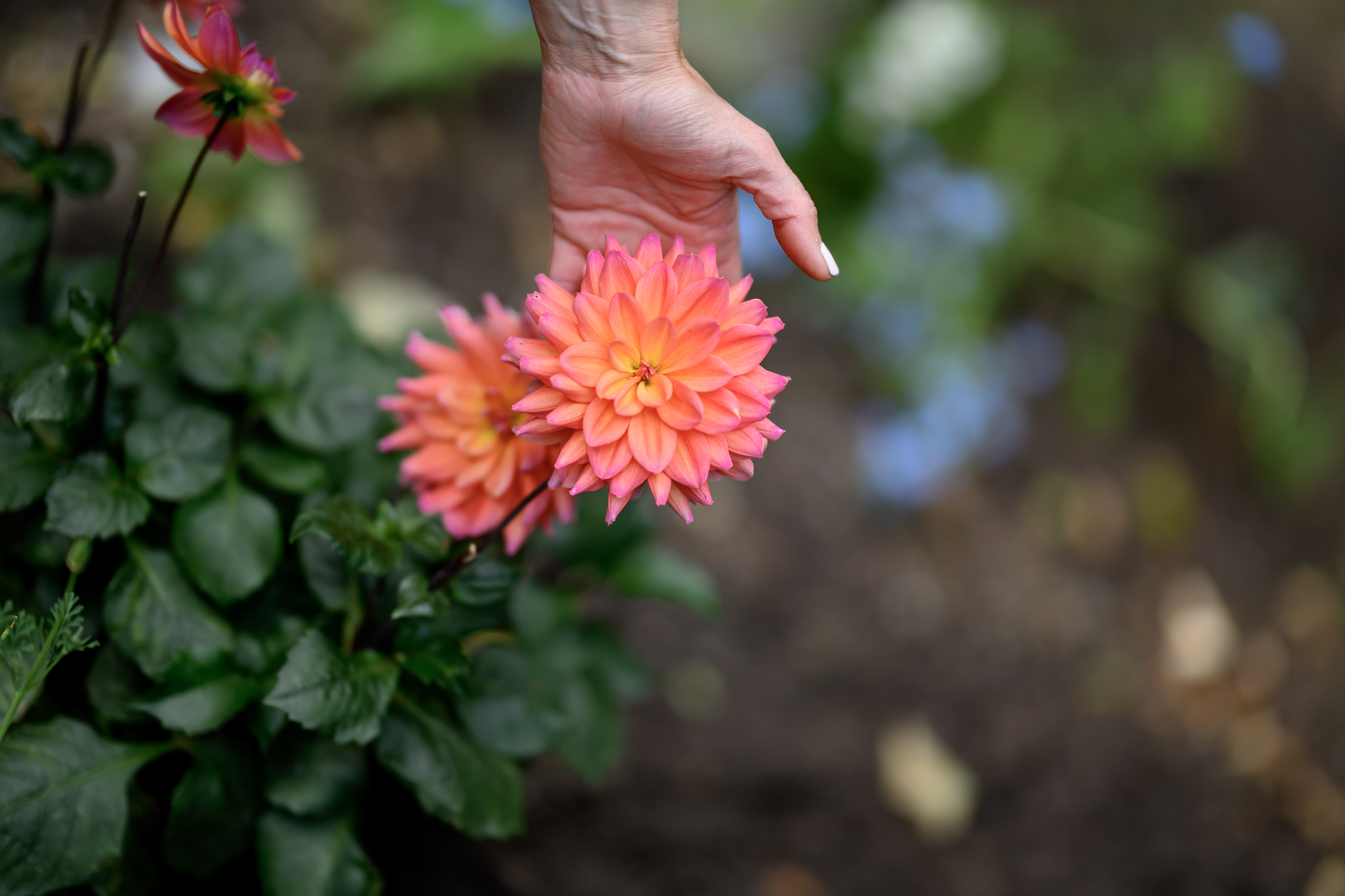 Blooms of Joy