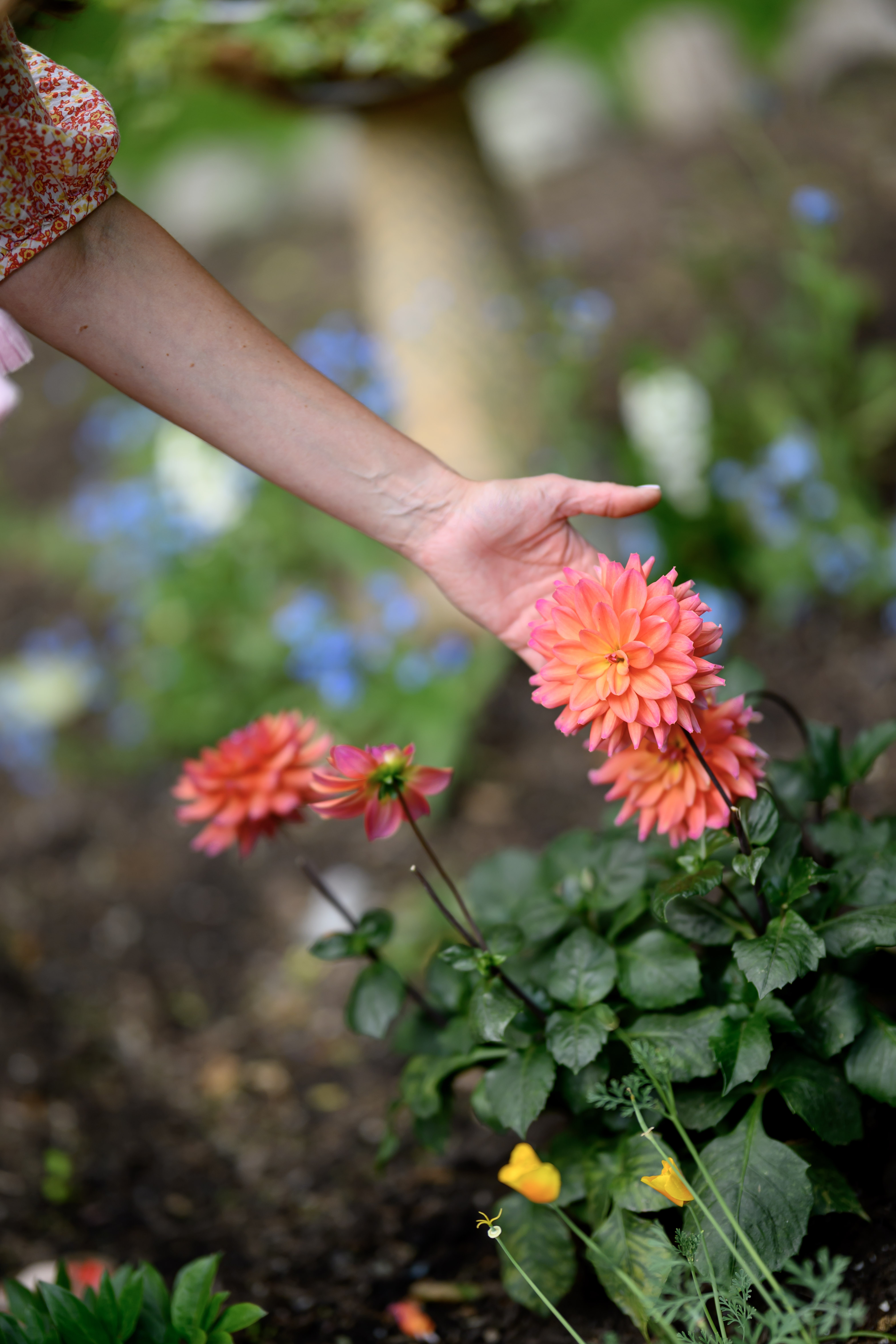 Blooms of Joy