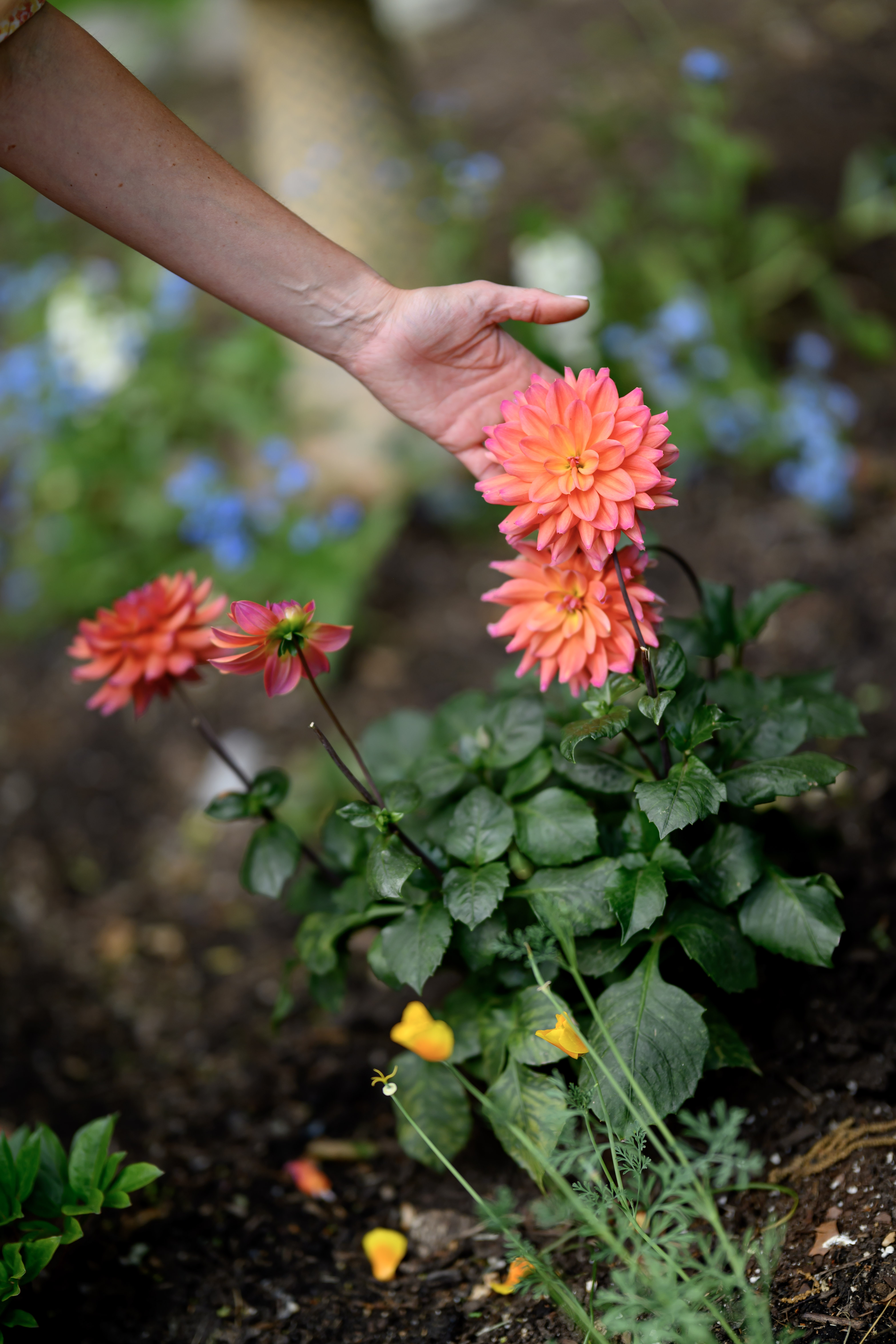 Blooms of Joy
