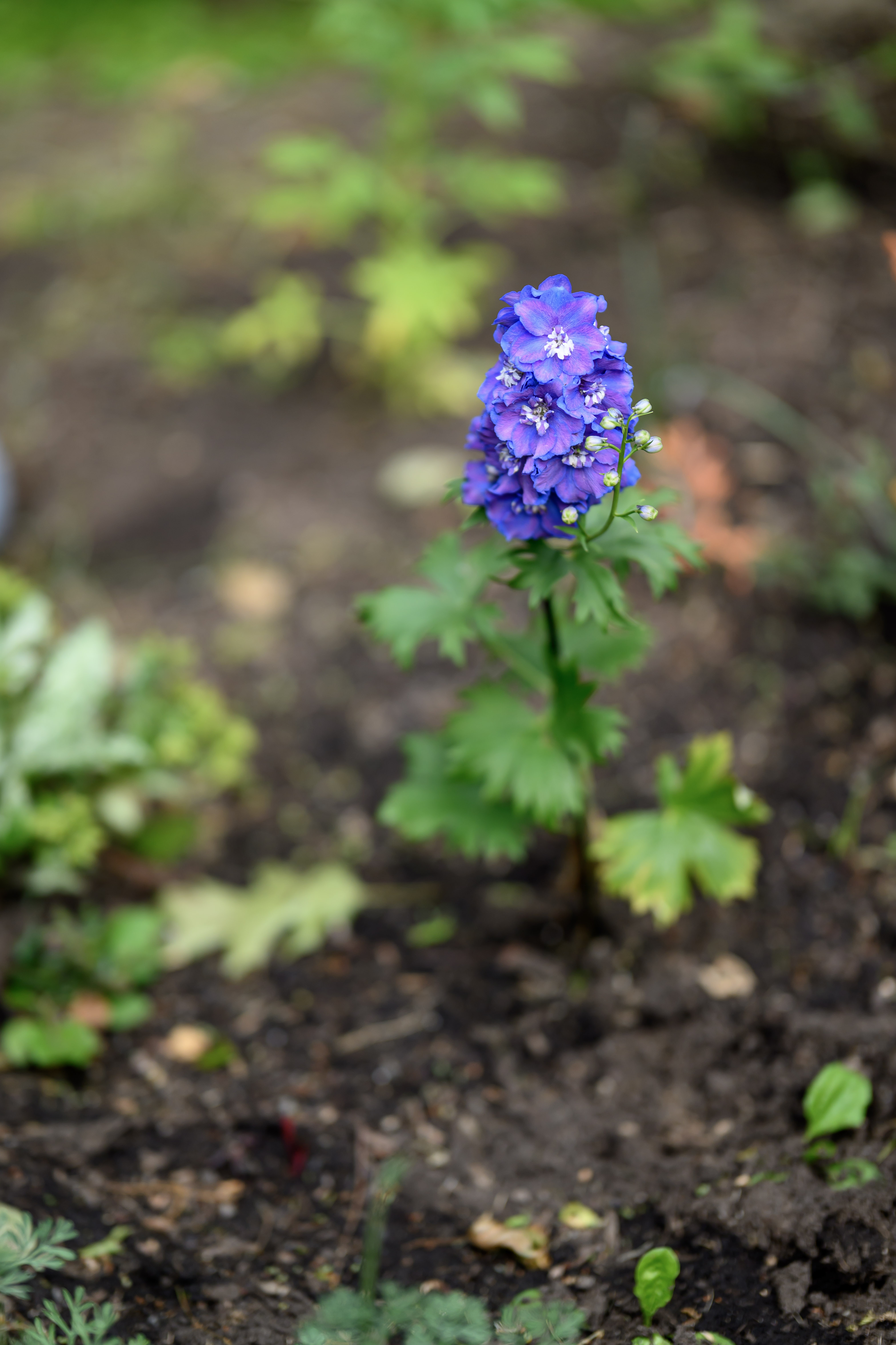 Blooms of Joy