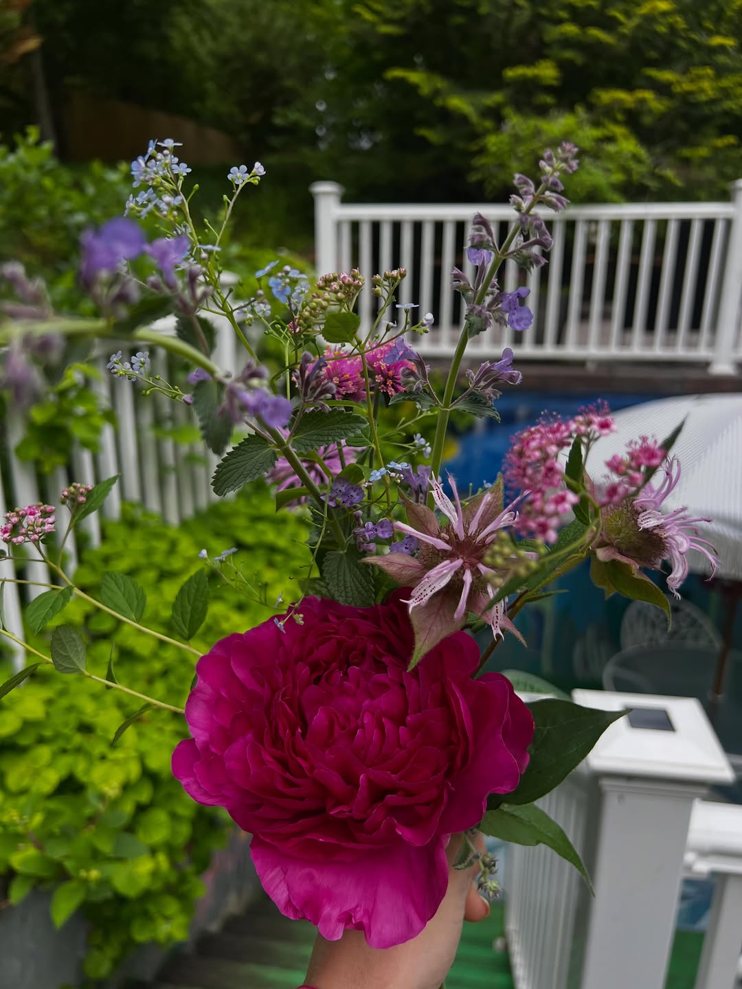 A peony flower bomb, ready to deliver