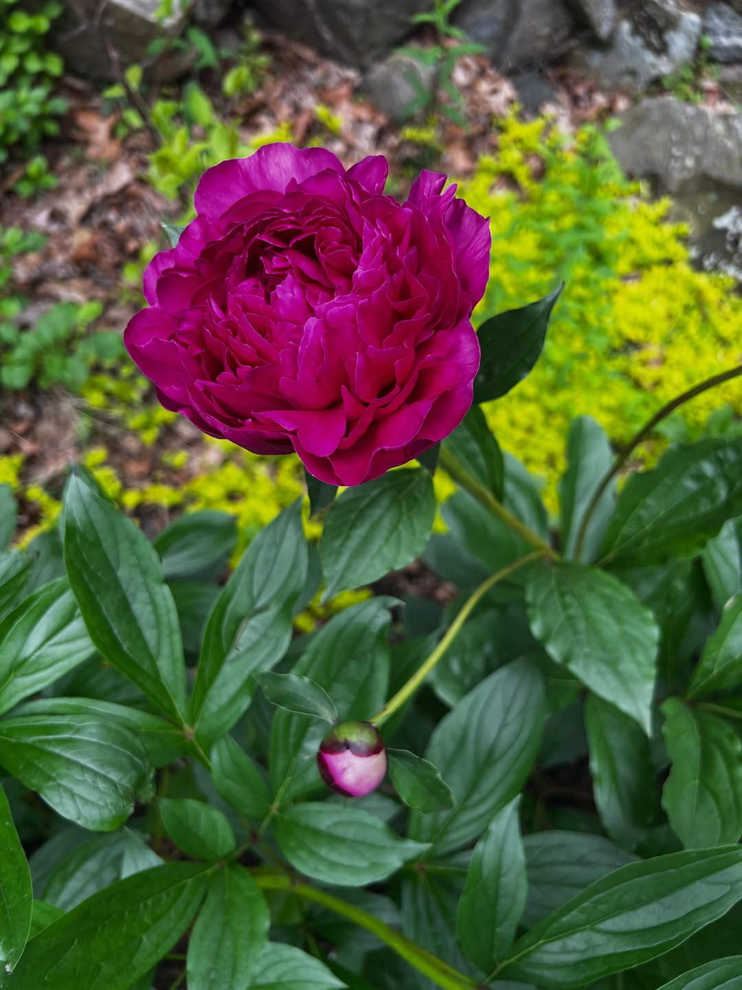 A single gorgeous bloom + greens