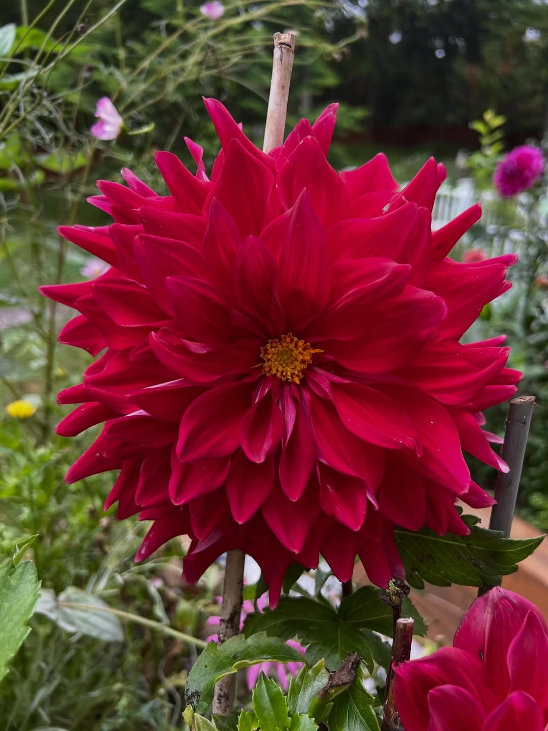 Magenta peony with garden greens